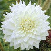 Dlia Decorativa 'White Perfection'